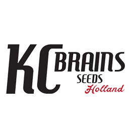 Image of KC Brains